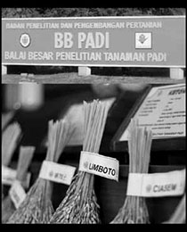 Balai Besar Penelitian Padi Sukamandi